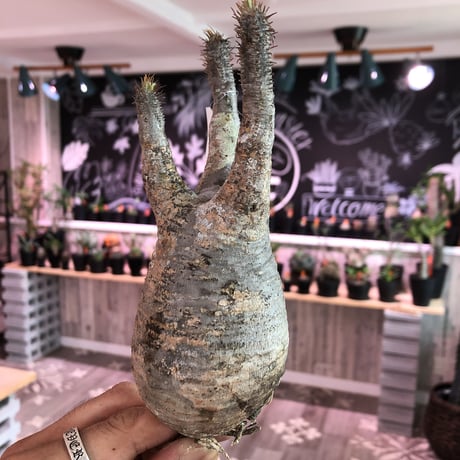 packypodium    gracilius《M size》輸入まもないまん丸新鮮株🌵vo③ 限定9株