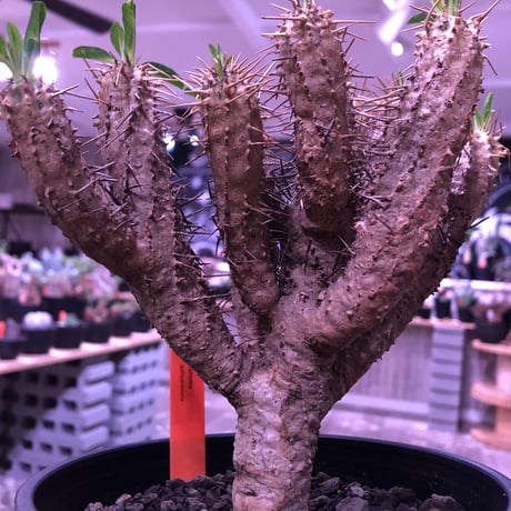 euphorbia    guillauminiana《M  size》整った枝ぶりbalanceのギラウミ