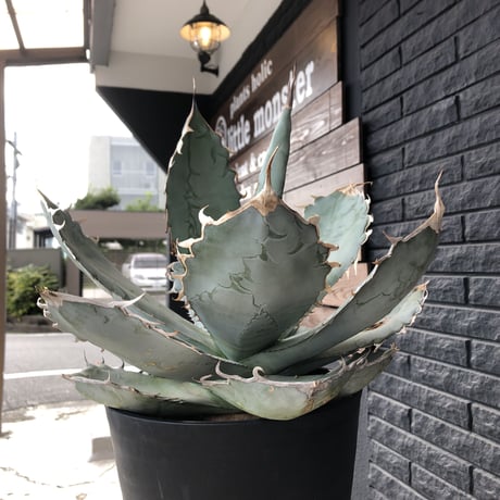 agave  titanota whiteice《大きめLL size》※現地球発根済株※美しく肉厚の葉にその名の通り白棘とのcontrastが堪らないbig株‼︎地植え可能‼︎