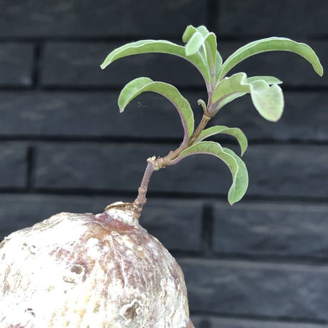 raphionacme zeyheri《M size》希少種※現地球発根後店主国内管理8年株※希少性高く、ボコボコ球体樹形が堪らない‼︎白肌の中に一部赤肌を持つ一株※mad black pot植え