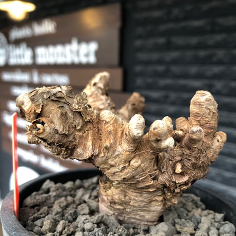 euphorbia itremensis《L size》※現地球株発根済①※極太塊根＆極太枝を持つマッチョなイトレ※black pot植え