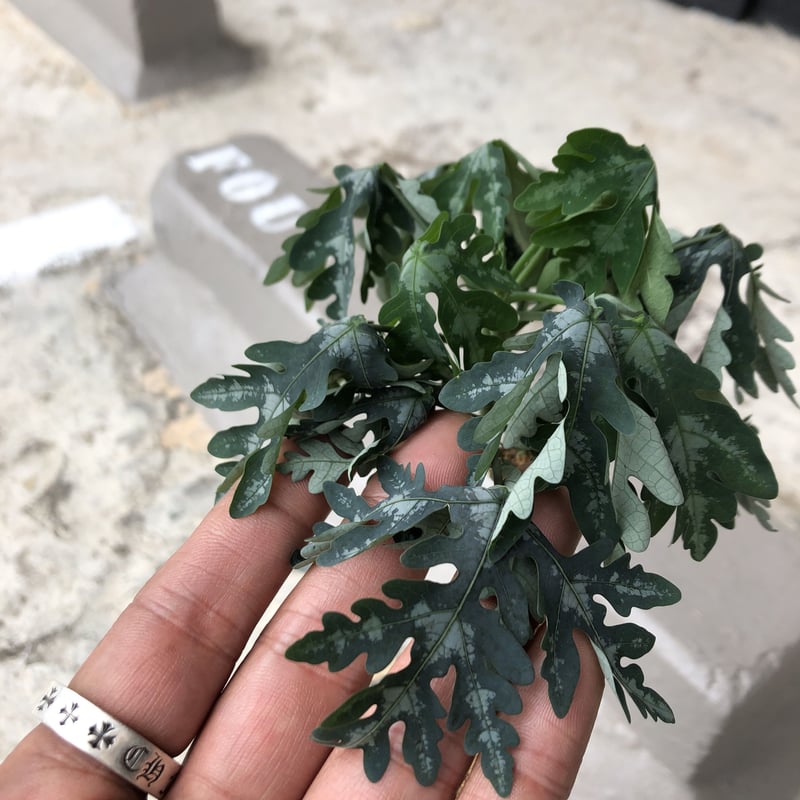 adenia perrieri《L size》店主の力作 | plants holic