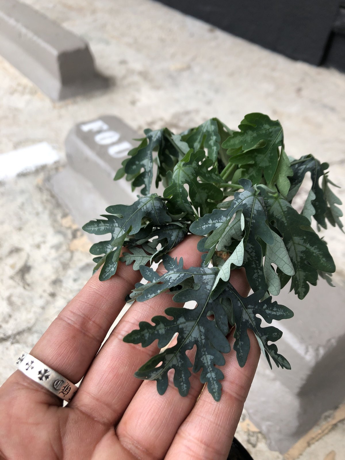 adenia perrieri《L size》店主の力作 | plants holic