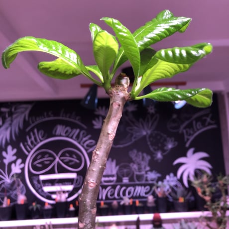 packypodium  decaryi《L size》店主管理9年株 ※mad black pot植え