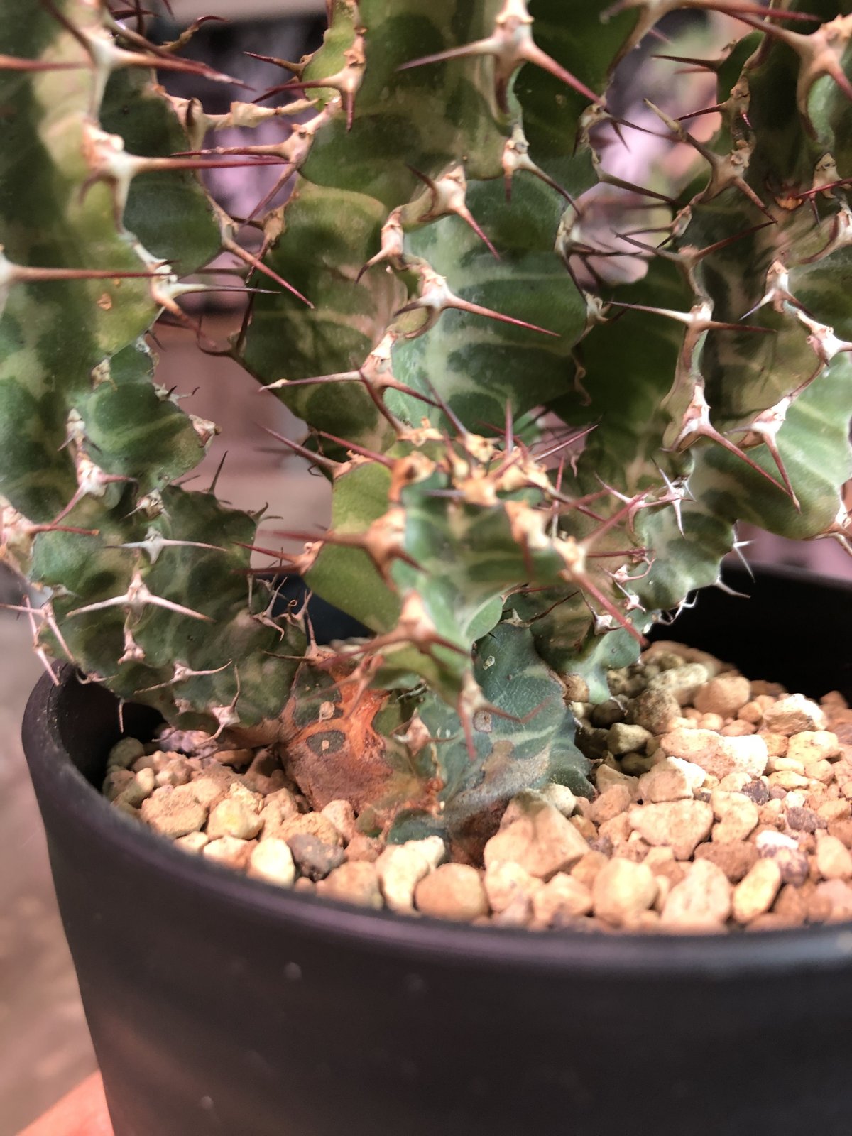 euphorbia tortirama《L size》※太い多肉質の葉を捻りながら euphorbia tortirama《L size》※太い多肉質の葉を捻りながら