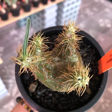pachypodium gracilius《大きめS size》希少‼︎green肌※現地球発根済株※店主国内管理2年株※ボコボコ立体樹形でwild感強きgreen肌※mad black pot植え