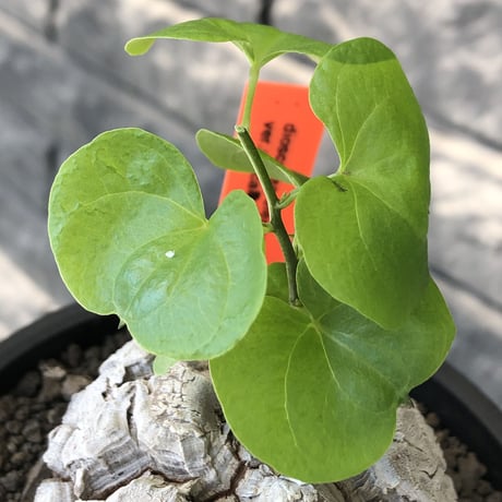 dioscorea elephantipes アフリカ亀甲竜《M size》※現地球発根後店主国内管理5年株※美しすぎる特化した白肌に彫深き立体樹形が堪らない※mad black pot植え