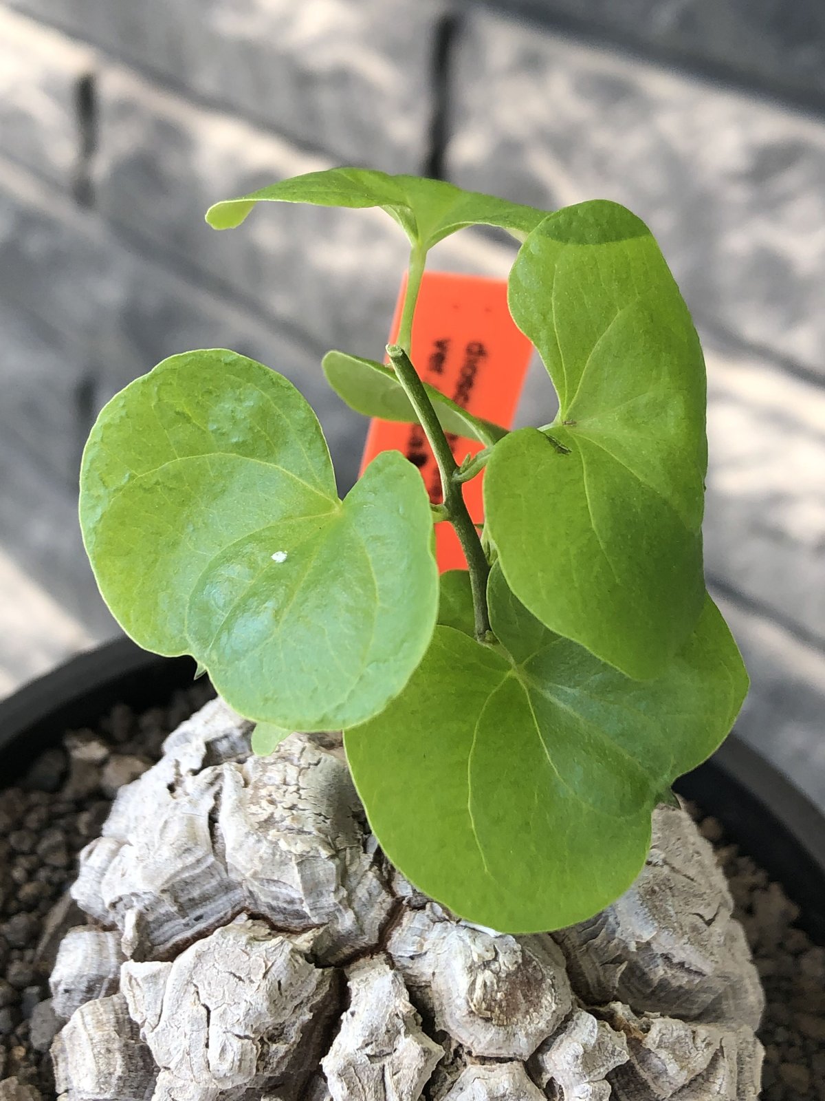 No.636 Dioscorea elephantipes アフリカ亀甲竜　実生 No.636 Dioscorea elephantipes アフリカ亀甲竜 実生