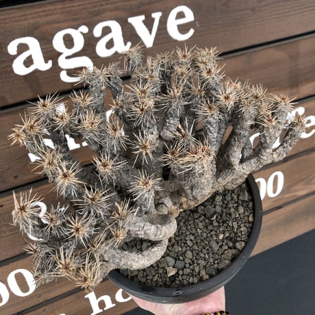 euphorbia  guillauminiana《大きめLL size》※現地球発根済株※店主国内管理6年株※現地球株らしい表皮＆volume満点大株※mad black bowl pot植え