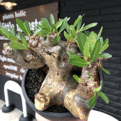 pachypodium brevicalyx《大きめL size》※現地球発根後店主国内管理6年株※丈があり大変ゴツゴツ感強き男前な出立ちが堪らない※mad black bowl pot植え