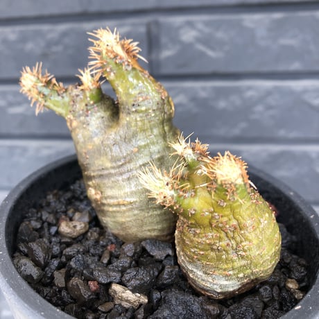 pachypodium gracilius《M size》※現地球株発根済※希少‼︎w-he'd＆極green肌で愛らしいぼってり樹形※black pot植え