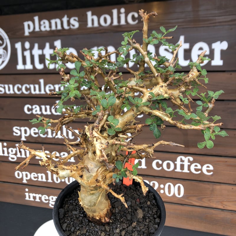 commiphora stocksiana《大きめL size》※現地球発根後店主国内