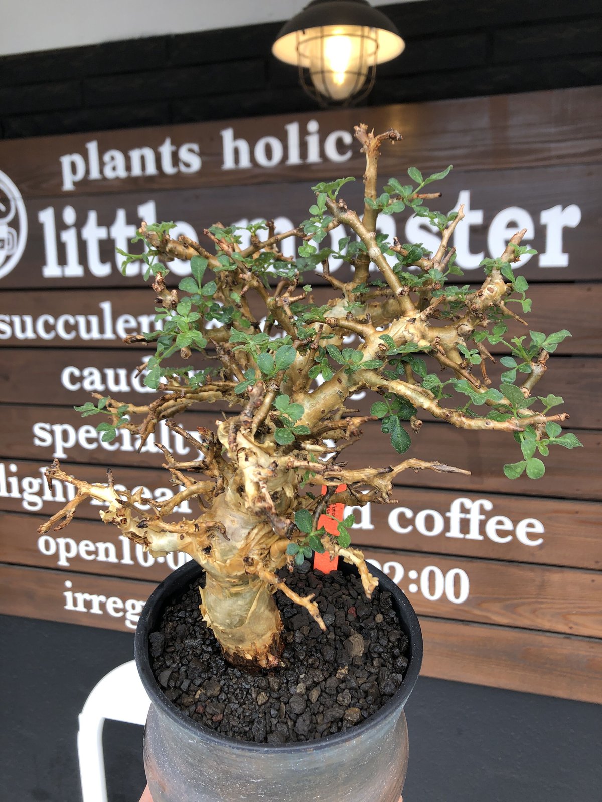 fit=scale-down,w=1200