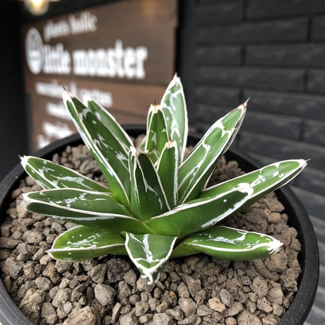 agave  笹の雪《M size》※現地球発根後店主国内管理1年株※締まり&美しいbalanceも良きbest size※mad black bowl pot植え