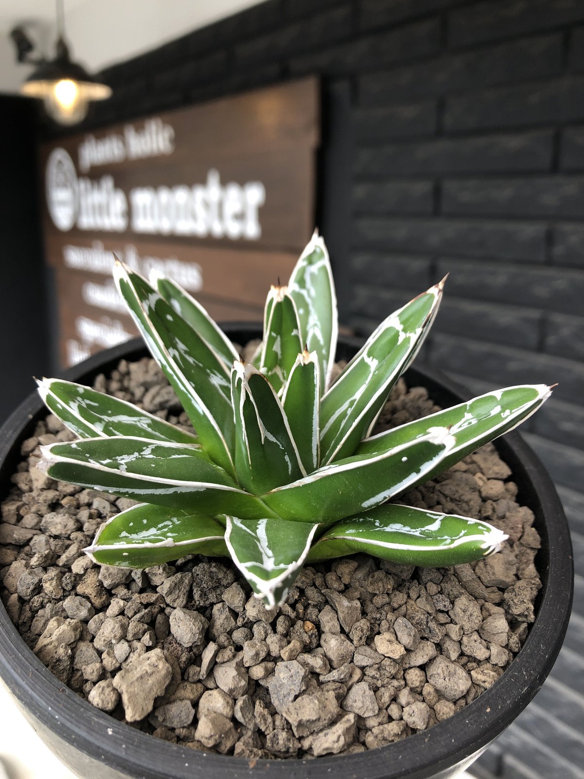 ダルマ笹の雪　発根済み　美株　大株 agave 笹の雪《M size》※現地球発根後店主国内管理1年株※締まり