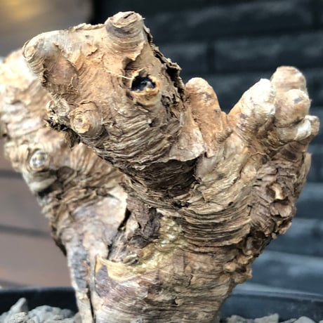 euphorbia itremensis《L size》※現地球株発根済①※極太塊根＆極太枝を持つマッチョなイトレ※black pot植え