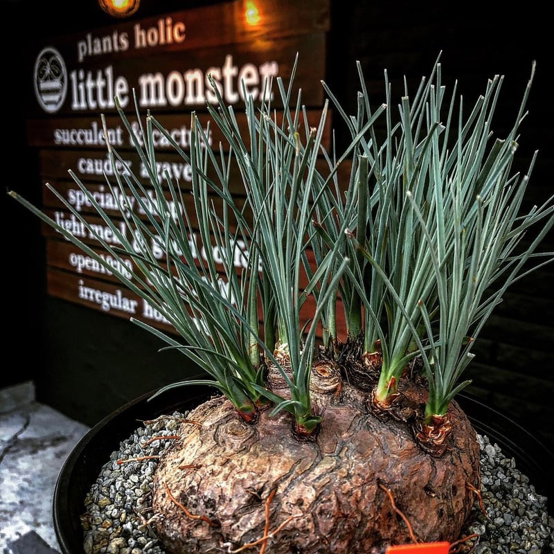 calibanus hookeri《L size》希少・極美株 | plants holi