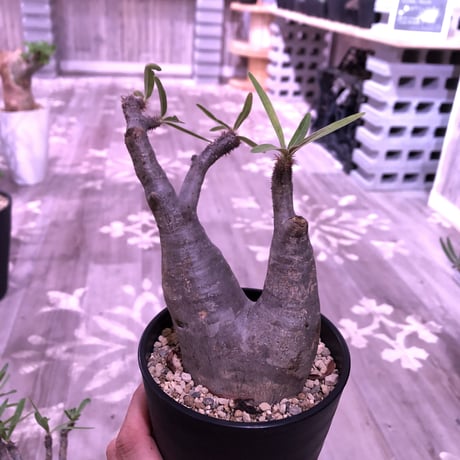 packypodium  gracilius《M size》 ※現地球株  発根済み株‼︎  （限定13株）