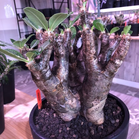 packypodium   enigmaticum《L L size》※三分頭  発根済み株  mad gray-black肌   mad  black  bowl  pot植え