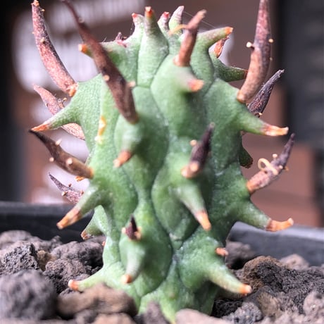 euphorbia schoenlandii《S size》※littmon seed株※小振りながら大株に負けないワイルドさと身体に見合わない太棘を持つ将来有望株※black bowl pot植え