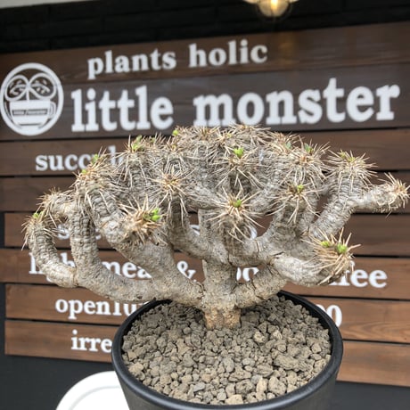 euphorbia  guillauminiana《大きめL size》※現地球発根済株※店主国内管理4年株※溶岩質土壌育ちの現地球株らしい表皮＆低重心wild良樹形※mad black pot植え