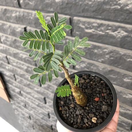 senna  meridionalis《 大きめS size》littmon seed🌱※株元も太く育ち更なる成長が楽しみな良樹形センナ※mad black pot植え