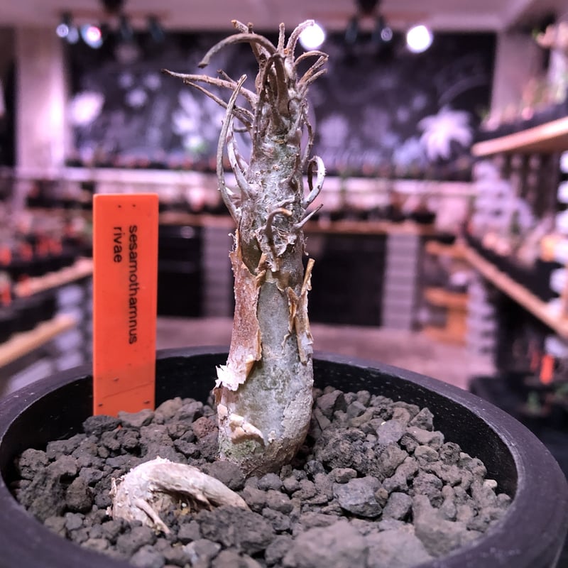 ヴーヴクリコ （古酒）トリレニウム リザーヴキュベ 1989 古酒【未開栓