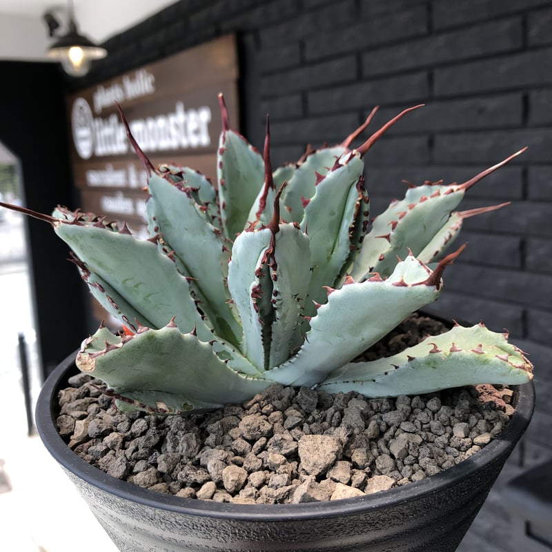 アガベ キュービック　大株 アガベ キュービック 大株 アガベ キュービック 大株 T)アガベ