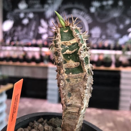 euphorbia   neohumbertii《小さめM size》※肌質が独特で自己主張強しネオフンベルティー（噴炎竜）※mad black pot植え