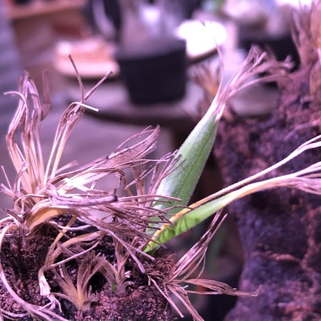 xerophyta  trichophylla《L L  size》※現地球発根芽吹き済※驚愕最強靭株‼︎今回は芽吹き済みのオブジェの様な良き樹形のキセロ※mad black pot植え　※超限定1株
