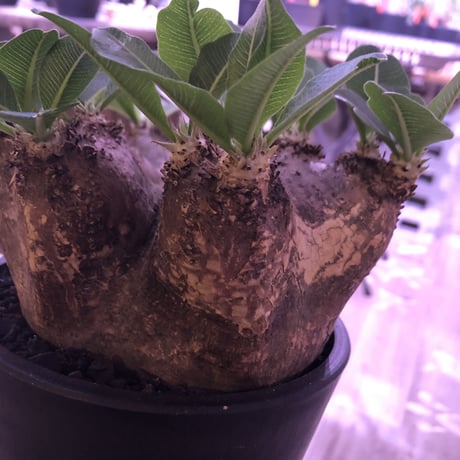 packypodium   roslatum var. eburneum（L size）※発根済み株‼︎ wildでblackな荒々しい装い‼︎※店主管理5年株‼︎※mad black pot植え