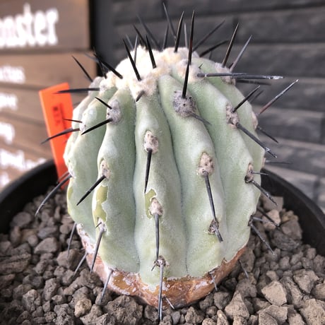 copiapoa   cinerea  黒王丸《大きめM size》激希少※現地球発根済株※店主国内管理11年株※選抜特選株※mad black bowl pot植え