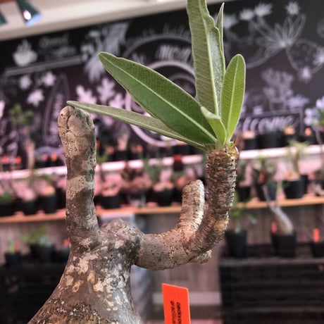 packypodium  gracilius《L size》希少‼︎驚愕球体+現地焼け※現地球発根済株※愛くるしさ100%かわいさ満点の激丸グラキ※mad black bowl pot植え