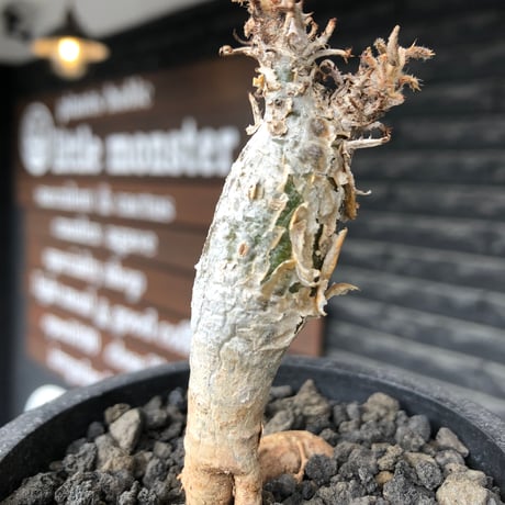 sesamothamnus rivae《大きめS size》※現地球株発根済※小振り現地球株は逆に珍しく白く美しくも味深き表皮のメクれが堪らない一株※black pot植え