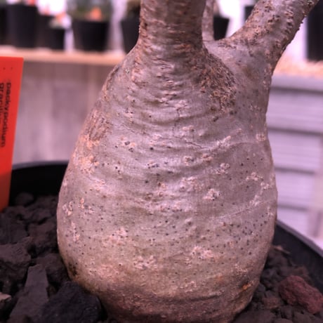 packypodium  gracilius 美株 《M size》  現地球  発根済み株   mad black pot植え（限定①株）