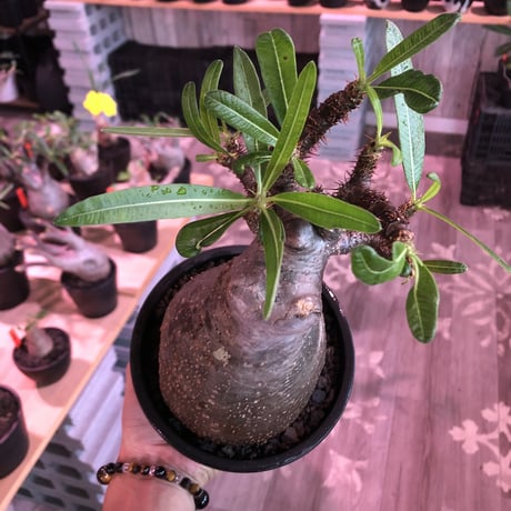 packypodium  gracilius《L size》※現地球発根済株※店主国内管理2年株※枝折れにより一頭枝ながら激しい小枝多数のぼってり選抜株※mad black pot植え