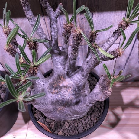 packypodium   gracilius