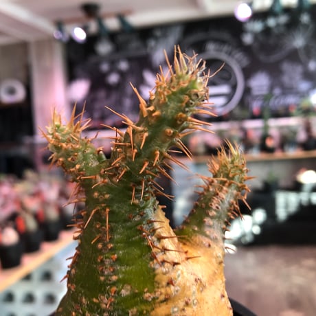 packypodium  gracilius《大きめS size》驚愕‼︎激希少株※現地球発根済株※左半面くっきりgreen肌＆右半面all現地焼け肌のヤバ過ぎる一株※mad black pot植え