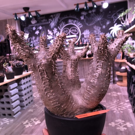 packypodium  horombense《L size》店主国内管理7年株※現地球発根済株‼︎ ※極太株元にカフェオレcolorのバランス良き美株‼︎※mad black bowl pot植え