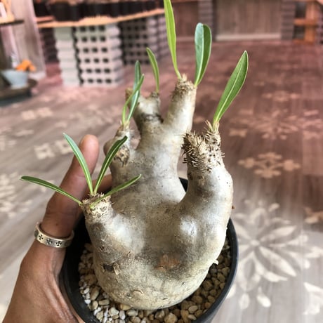 packypodium  inopinatum《S size》