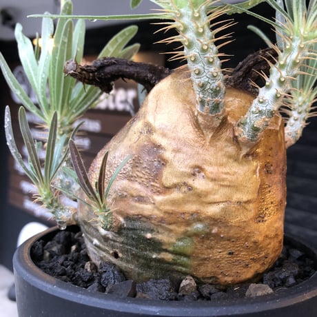 pachypodium gracilius《L size》※現地球株発根済（店主所有株）※360度現地焼け表皮&360度胴吹き枝を持つ唯一無二過ぎる渾身の一株※mad black bowl pot植え