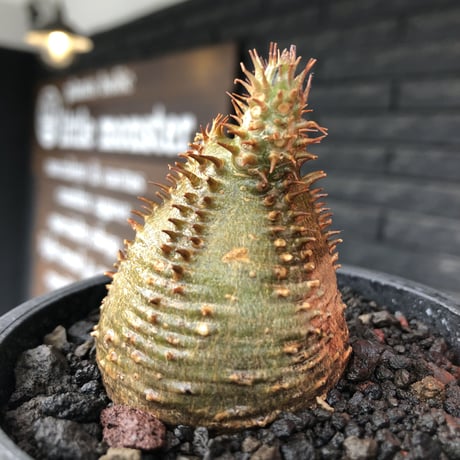 pachypodium gracilius《小さめS size》希少‼︎green肌＆球体株※現地球発根後店主国内管理2年株※極めて丸々した手放したくないかわいさ※mad black pot植え
