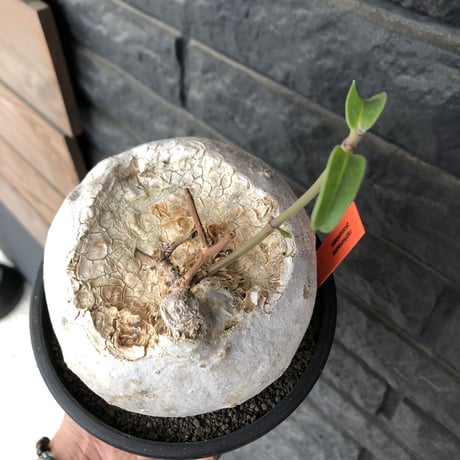raphionacme procumbens《L size》激希少種‼︎極白球大株※現地球発根後店主国内管理5年株※希少性激高‼︎まん丸球体&極白肌&エグれが堪らない※black bowl pot植え