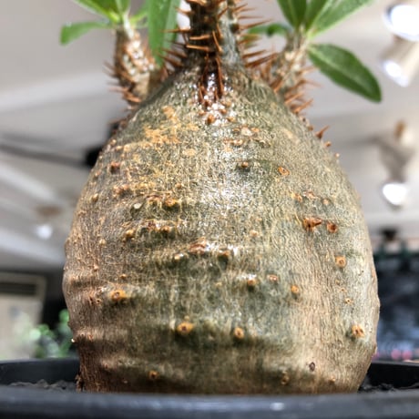 pachypodium makayense《M size》※現地球株発根済※唯一無二！極めてマカイらしからぬぼってり良樹形（green肌）※black pot植え