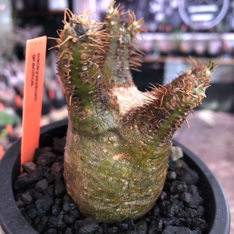 pachypodium  gracilius《S size》※現地球発根済株※店主国内管理2年株※短枝weight低きバランス良き一株‼︎※mad black pot植え