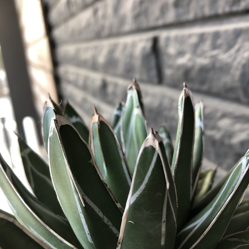 agave 笹の雪《L size》※現地球発根後店主国内管理3年株※big且つ締まり