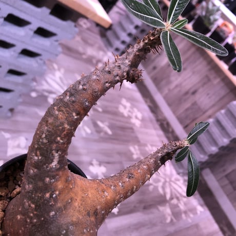 packypodium    cactipes《M size》発根済み株‼︎男前vintage -gold