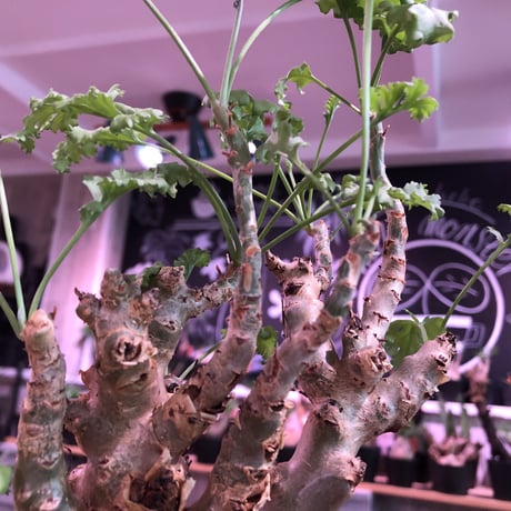 pelargonium   crithmifolium《L size》※塊根部分から芽吹き年々樹形がボコボコと変化しギザギザ葉も可愛い冬型 ※mad black pot植え