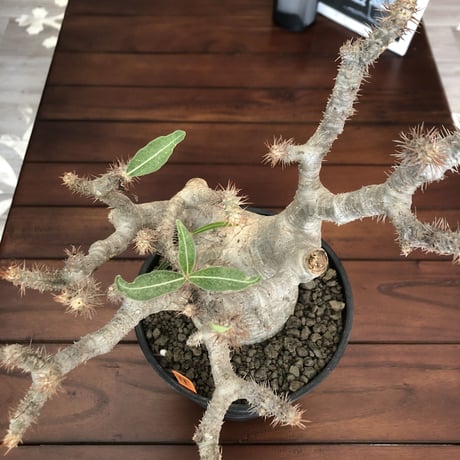 packypodium   gracilius《L  size》