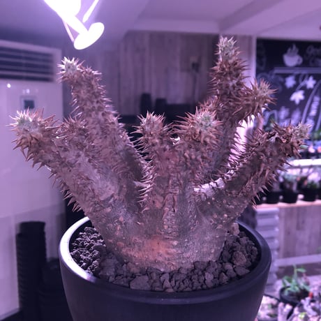 packypodium    makayense《M size》※現地球発根済株‼︎ ※グリーン肌質に赤みの強い棘が堪らないマカイ‼︎※mad black pot植え